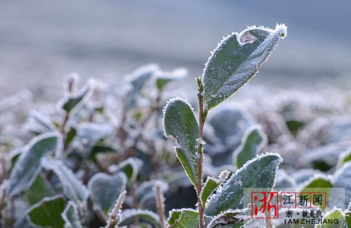 关于湖州市德清县：茶园寒霜如雪的相关内容(2)