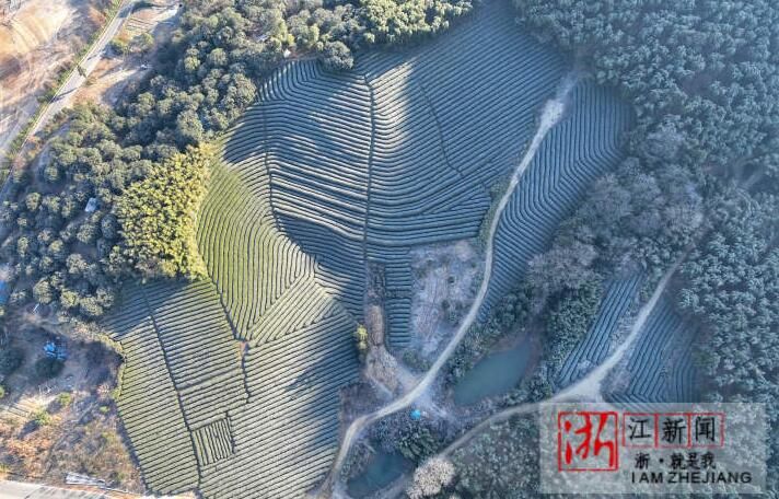 关于湖州市德清县：茶园寒霜如雪的相关内容(1)