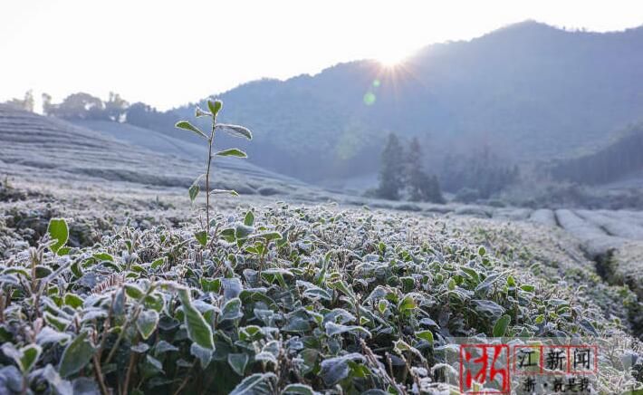 关于湖州市德清县：茶园寒霜如雪的相关内容