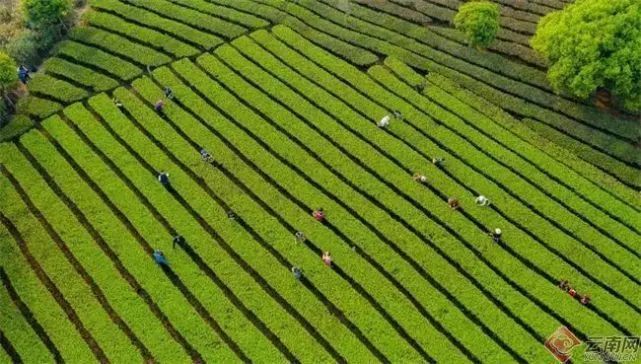 关于一周速读：习近平总书记妙论“中国茶”、武夷“论道”、茶行业迎来内卷时代的相关信息(7)