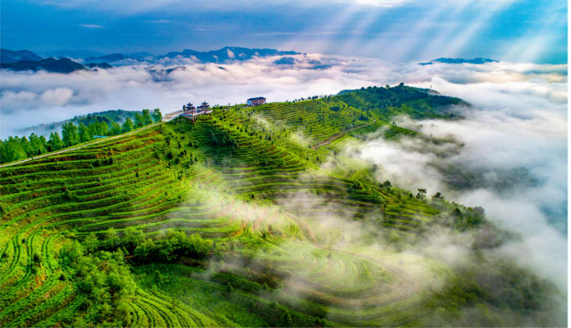 有关于一周速读：湖北茶冲刺千亿新赛道、世界茶源地盛会将启、藏茶行业市场发展的相关内容(4)