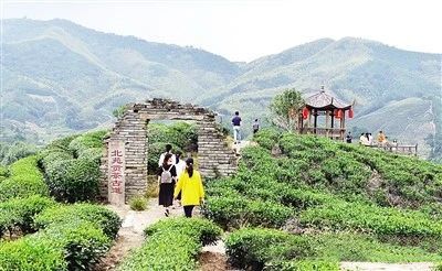 关于建瓯：文化兴茶 生态立茶 科技助茶的相关信息