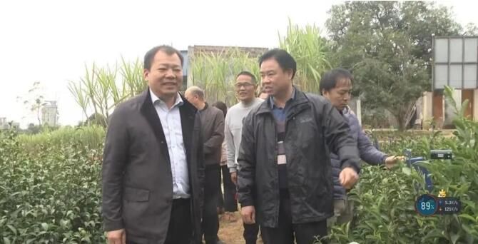 关于灵山县举办茶产业高质量发展能力提升培训班的相关信息(4)