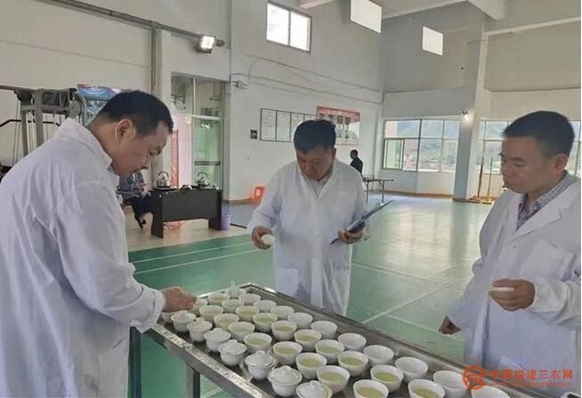 有关于华安县：千年茶“绿”吐露新芬芳的最新消息(1)