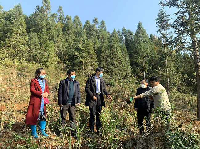 有关于晴隆县茶叶产业发展中心到沙子、紫马、安谷等乡镇督导茶产业发展工作的相关内容