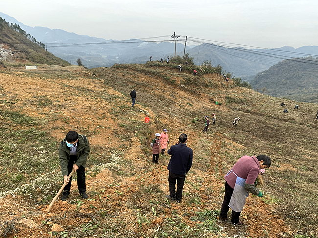 有关于晴隆县茶叶产业发展中心到沙子、紫马、安谷等乡镇督导茶产业发展工作的相关内容(1)
