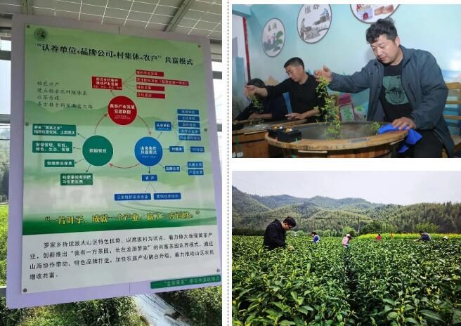 关于龙游县发挥新乡贤作用 “茶园认养”走稳共富路的内容(1)