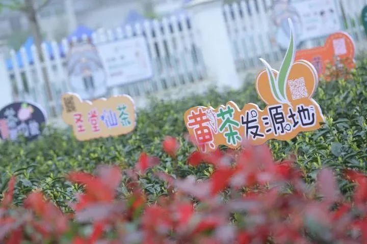 关于龙游县发挥新乡贤作用 “茶园认养”走稳共富路的内容