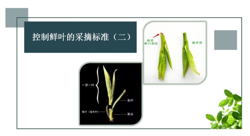 有关于从历史背景到工艺创新，多维解读建阳白茶盛名背后的奥秘的资讯(4)