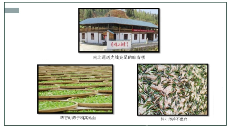 有关于从历史背景到工艺创新，多维解读建阳白茶盛名背后的奥秘的资讯(5)