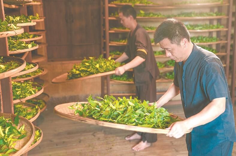有关于武夷岩茶看“中国传统制茶技艺及其相关习俗”的系统性保护及创造性转化、创新性发展的新闻(1)