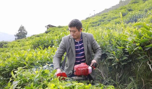 关于凌云：发展茶产业 助力乡村振兴的相关信息(1)