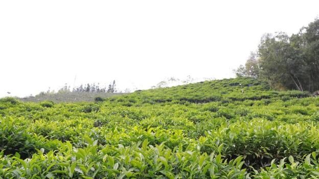 关于凌云：发展茶产业 助力乡村振兴的相关信息