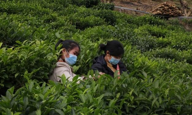 关于凌云：发展茶产业 助力乡村振兴的相关信息(3)