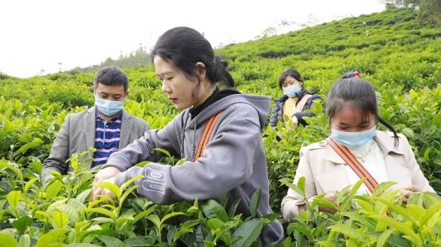 关于凌云：发展茶产业 助力乡村振兴的相关信息(2)