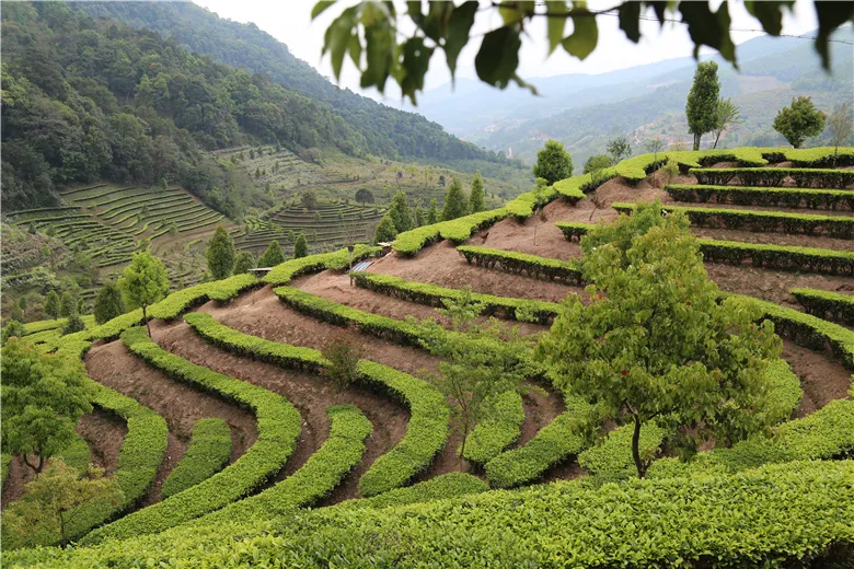 有关于云南：一叶成一业，非遗“茶文化”托起致富梦的内容(1)