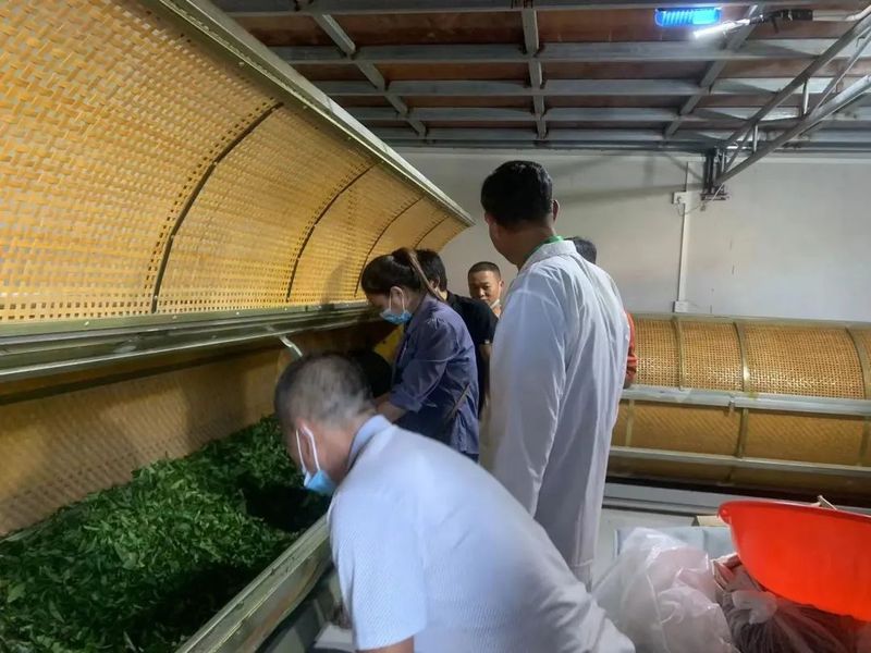有关于饶平县人社局组织开展2022年度茶叶加工工技能培训，推动饶平茶产业高质量发展的消息
