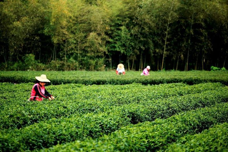 关于“徽茶喝出千亿产值”“聚焦武夷茶非遗”“电力密码赋能茶产业”的相关内容(3)