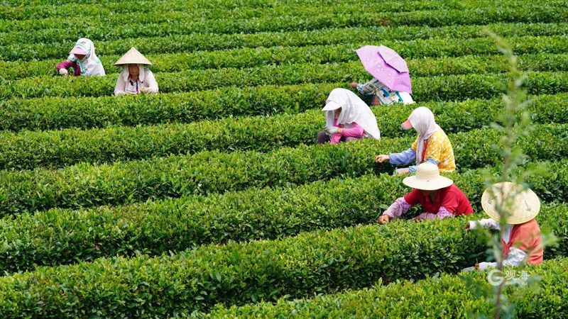 关于从一片茶叶到亿元“茶业”，崂山茶：“沏”出向上品牌力的消息(7)