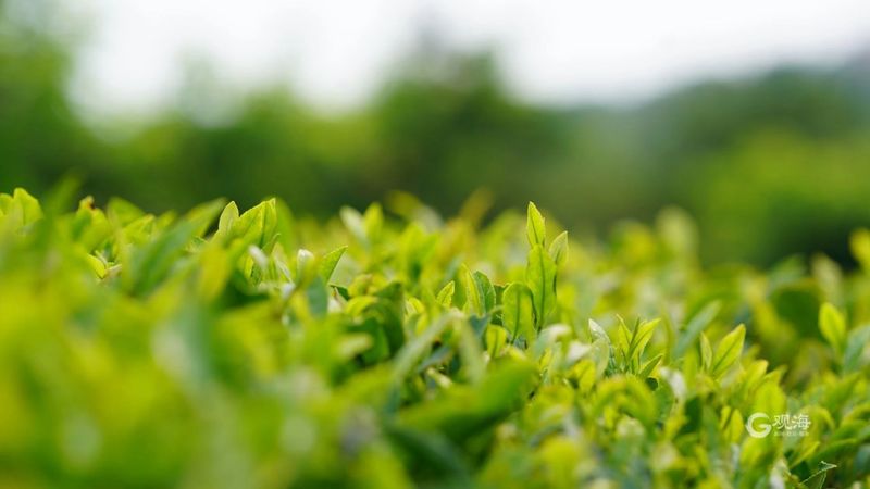 关于从一片茶叶到亿元“茶业”，崂山茶：“沏”出向上品牌力的消息(2)