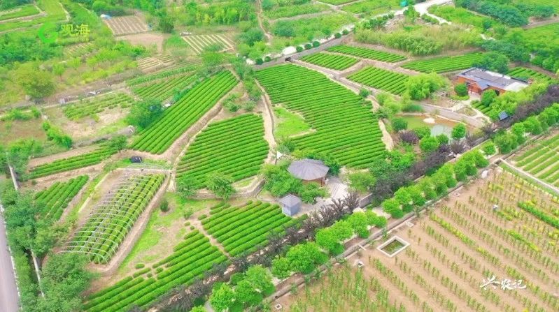 关于从一片茶叶到亿元“茶业”，崂山茶：“沏”出向上品牌力的消息