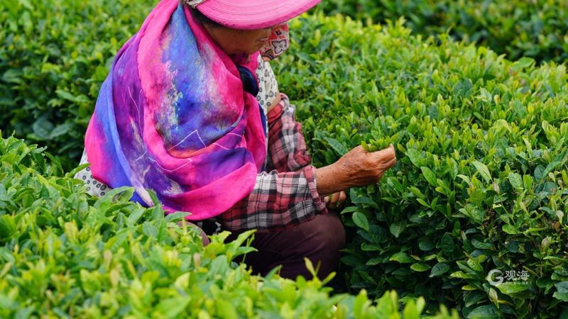 关于从一片茶叶到亿元“茶业”，崂山茶：“沏”出向上品牌力的消息(3)