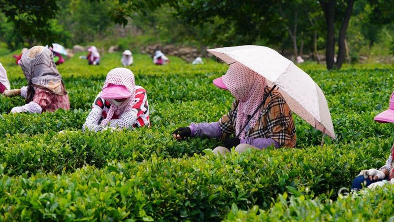 关于从一片茶叶到亿元“茶业”，崂山茶：“沏”出向上品牌力的消息(1)