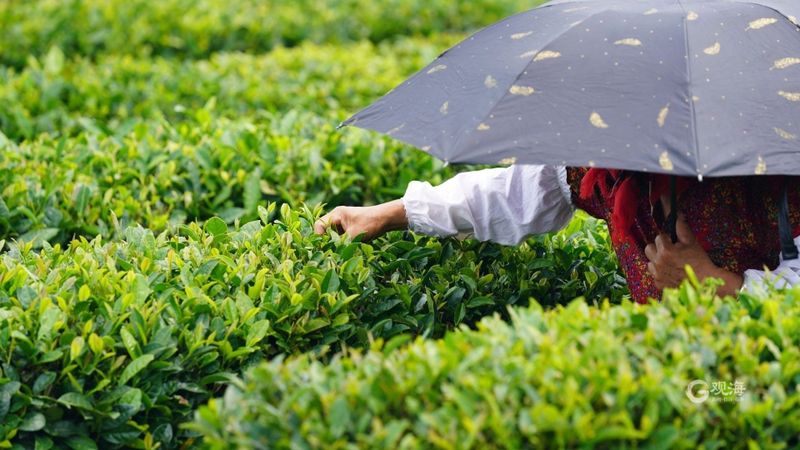关于从一片茶叶到亿元“茶业”，崂山茶：“沏”出向上品牌力的消息(4)