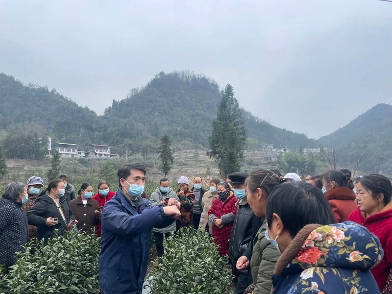 有关于咸丰县积极开展茶产业提升专家服务活动的相关内容