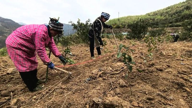 有关于紫云打洼坪村:深山建茶园 拓宽致富路的相关信息