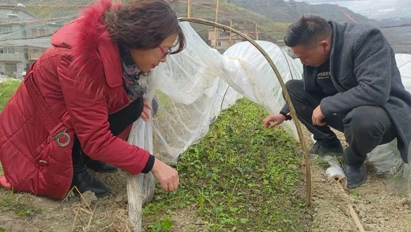 有关于紫云打洼坪村:深山建茶园 拓宽致富路的相关信息(2)