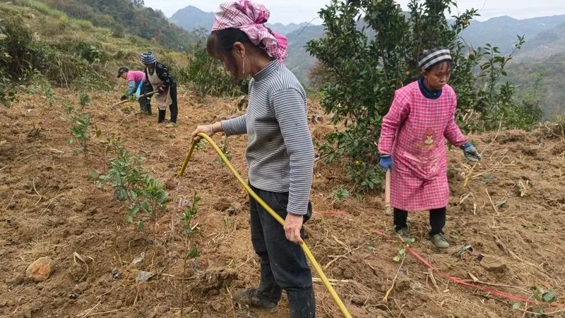 有关于紫云打洼坪村:深山建茶园 拓宽致富路的相关信息(1)