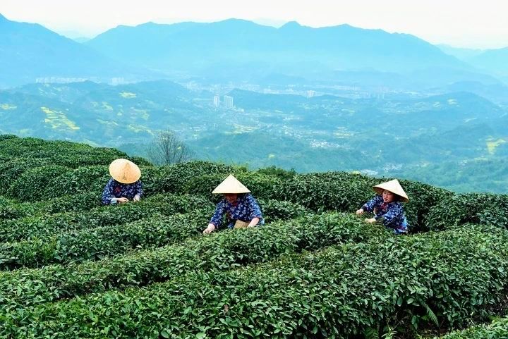 关于茶中故旧 蒙顶晴翠里的千年茶香——从“中国传统制茶技艺及其相关习俗”申遗成功看雅安茶的最新消息(1)