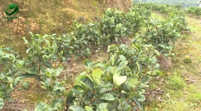 有关于陈耀辉:提升茶产业品质擦亮永春佛手茶“金字招牌”的最新消息