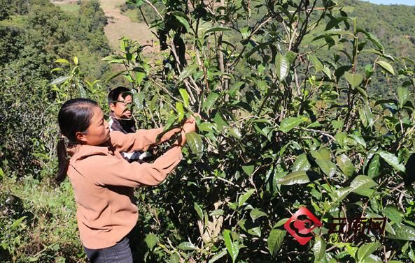 有关于镇康县:茶产业撑起经济“半边天”的相关信息