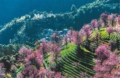 关于人民日报:一缕茶香云南来!聚焦云南特色茶产业的资讯(1)