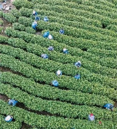关于人民日报:一缕茶香云南来!聚焦云南特色茶产业的资讯