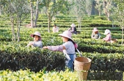 关于人民日报:一缕茶香云南来!聚焦云南特色茶产业的资讯(2)