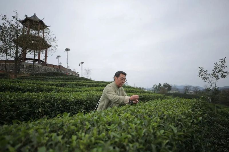 关于茶和天下 共享非遗 ,“中国传统制茶技艺及其相关习俗”列入人类非遗庆典仪式举行的相关信息(7)