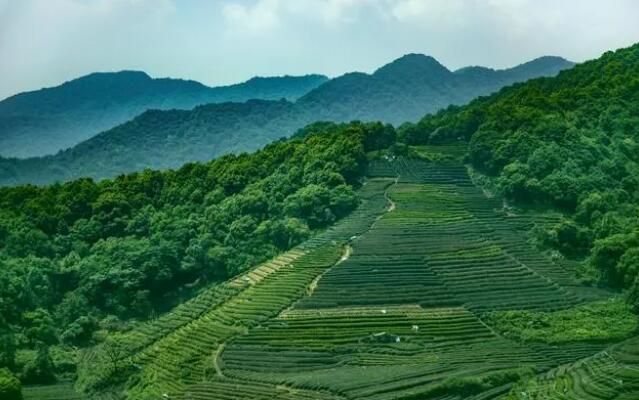 有关于江西茶树种植：承中原饮茶风气之余绪的相关内容(2)
