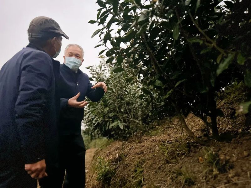 有关于福鼎市人大常委会主任蔡梅生率队赴管阳调研茶产业工作的新闻(2)