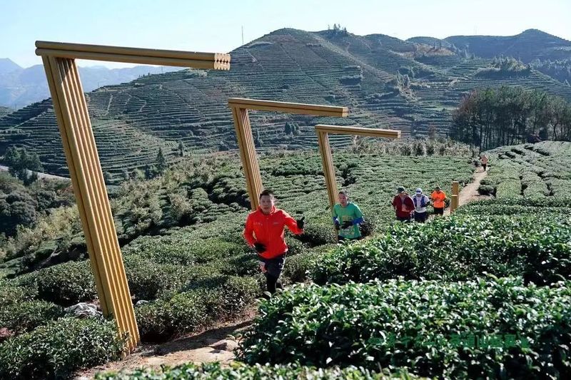 有关于2022寿宁高山茶（林长杯）茶道山径赛暨茶山音乐节举行的相关信息(3)