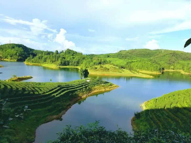 有关于一周热门：“非遗”茉莉花茶、对话茶申遗亲历者、深圳秋季茶博会的内容(1)