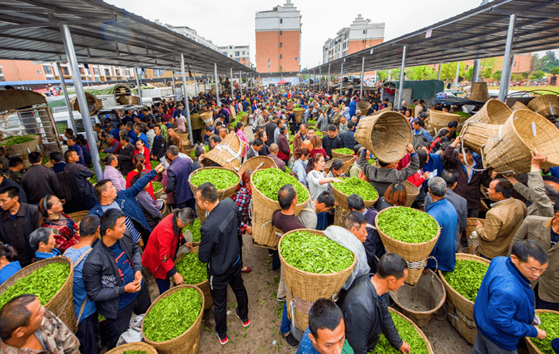 有关于一周热门：“非遗”茉莉花茶、对话茶申遗亲历者、深圳秋季茶博会的内容(3)