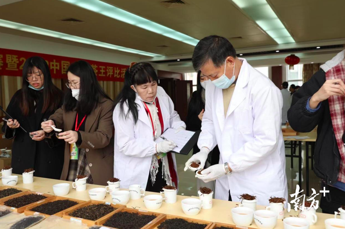 关于“茶王”候选即将出炉!中国首届斗茶大赛预赛强势来袭的相关内容(11)