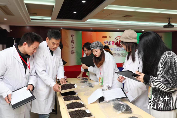 关于“茶王”候选即将出炉!中国首届斗茶大赛预赛强势来袭的相关内容(9)