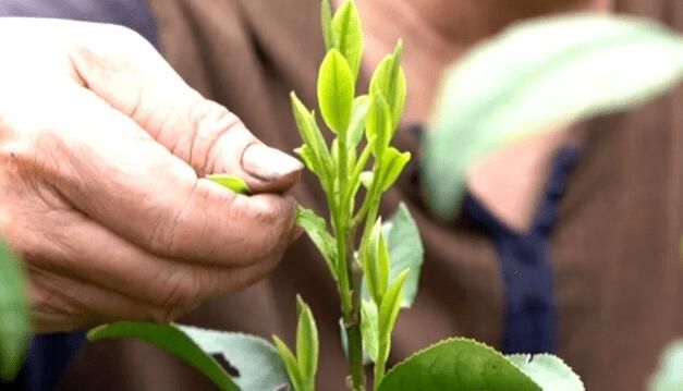 关于匠心续写新茶事——青龙茶传统制作技艺 的信息(3)