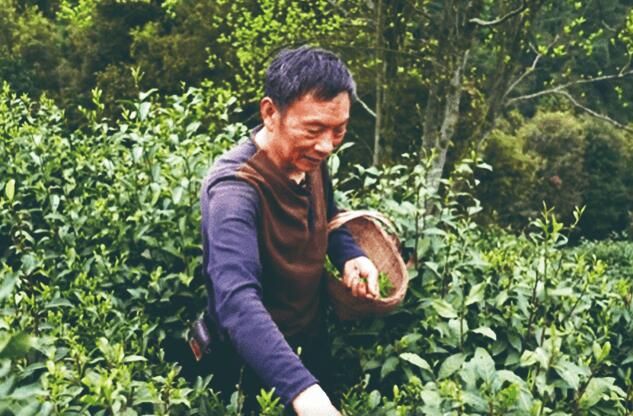 关于匠心续写新茶事——青龙茶传统制作技艺 的信息(5)