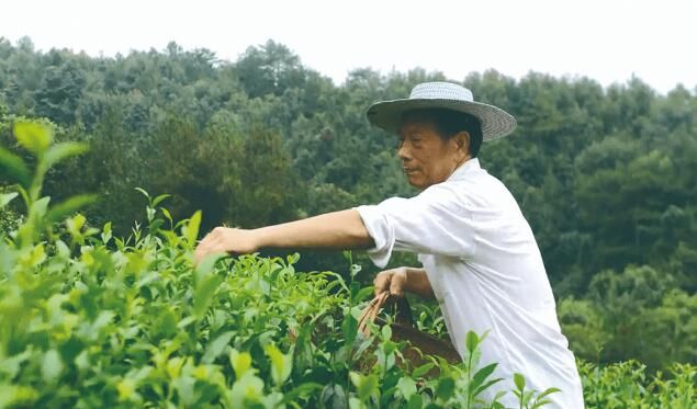 关于匠心续写新茶事——青龙茶传统制作技艺 的信息(2)