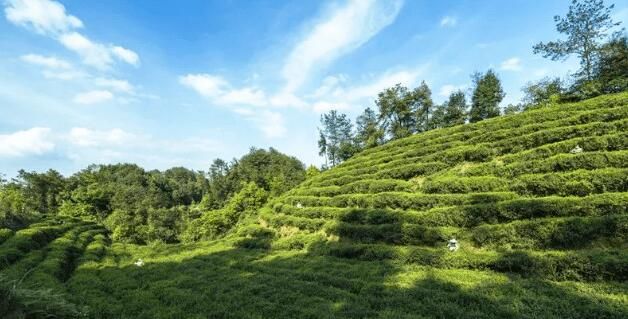 关于匠心续写新茶事——青龙茶传统制作技艺 的信息